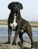 Cane Corso Italiano fokker