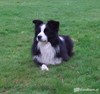 Border Collie fokker