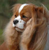 Cavalier King Charles Spaniel fokker