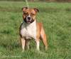 American Staffordshire Terrier fokker