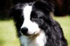 Border Collie fokker