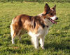 Border Collie fokker