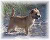 Cairn Terrier fokker