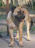 Boerboel fokker