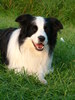 Border Collie fokker