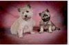 Cairn Terrier fokker