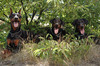 Dobermann fokker