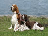 Engelse Springer Spaniel fokker