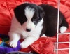 Border Collie fokker