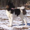 Akita Inu fokker