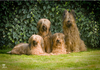 Briard fokker