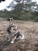 Finse Lappenhond fokker