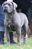 Cane Corso Italiano fokker