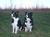 Border Collie fokker