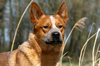 Australian Cattle Dog fokker