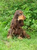 Engelse Cocker Spaniel fokker