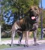 Dogo Canario fokker