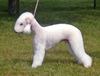 Bedlington Terrier fokker
