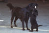 Flat Coated Retriever fokker