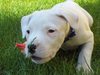 Dogo Argentino fokker