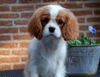 Cavalier King Charles Spaniel fokker