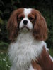 Cavalier King Charles Spaniel fokker