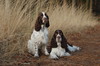 Engelse Springer Spaniel fokker