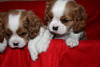 Cavalier King Charles Spaniel fokker