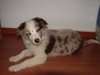 Border Collie fokker