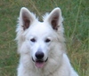 Berger Blanc Suisse fokker