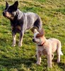 Australian Cattle Dog fokker