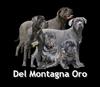 Cane Corso Italiano fokker