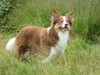 Border Collie fokker