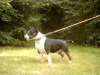 Bull Terrier fokker