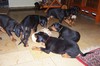 Dobermann fokker
