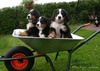 Berner Sennenhond fokker