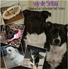 Chihuahua fokker