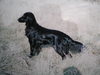 Flat Coated Retriever fokker