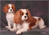 Cavalier King Charles Spaniel fokker