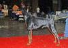 Dobermann fokker