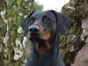 Dobermann fokker