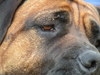 Boerboel fokker
