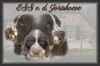 Engelse Springer Spaniel fokker