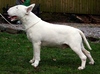 Bull Terrier fokker