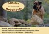 Boerboel fokker
