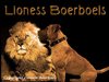 Boerboel fokker