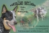 Australian Cattle Dog fokker