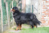 Berner Sennenhond fokker