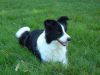 Border Collie fokker