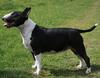 Bull Terrier fokker